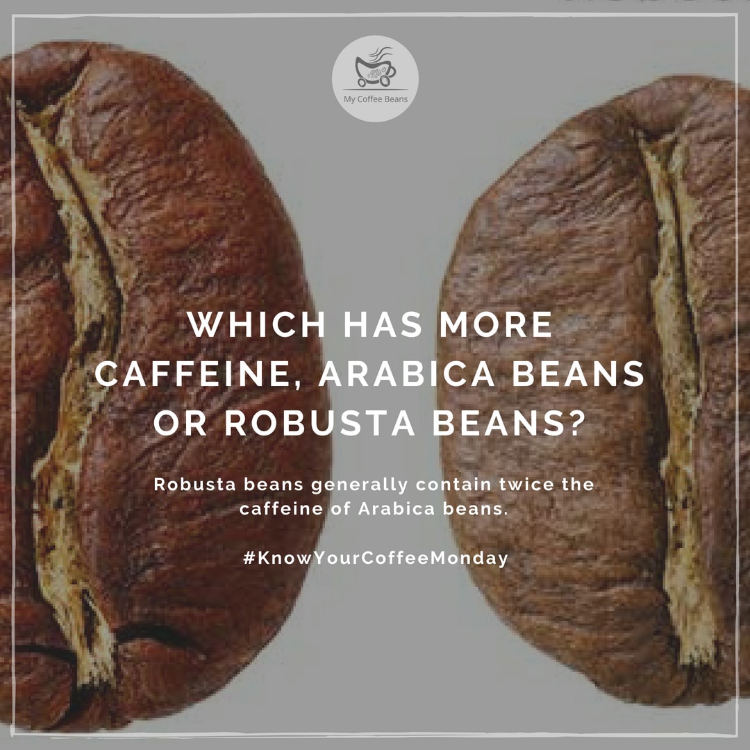Which Coffee Has More Caffeine Arabica Or Robusta 