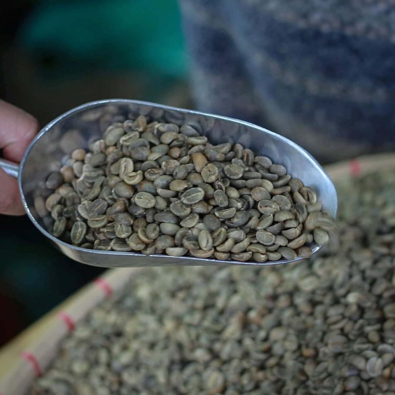 Green Coffee Beans Philippines Raw Coffee Beans